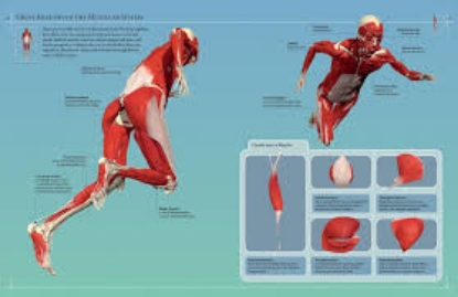 Anatomy 360 The Ultimate Visual Guide to the Human Body