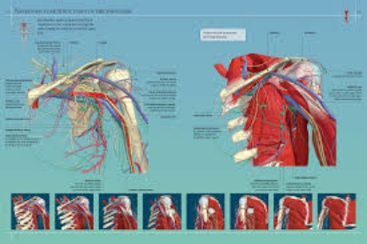 Anatomy 360 The Ultimate Visual Guide to the Human Body