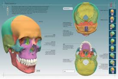Anatomy 360 The Ultimate Visual Guide to the Human Body