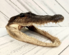 Picture of Authentic Taxidermied American Alligator Head (9 - 10 inches) – Real Florida Gator Specimen
