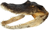 Picture of Authentic Taxidermied American Alligator Head (9 - 10 inches) – Real Florida Gator Specimen