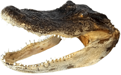 Picture of Authentic Taxidermied American Alligator Head (9 - 10 inches) – Real Florida Gator Specimen